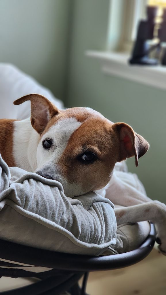 A cozy shot of a dog lying comfortably on a cushion indoors.