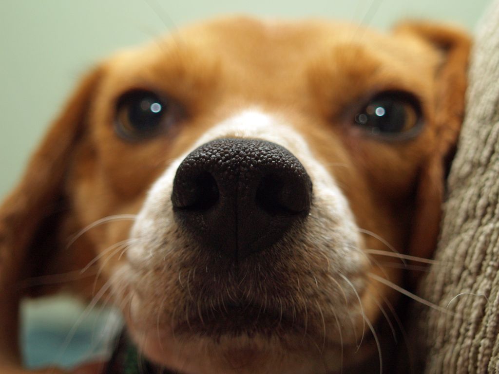 Adorable close-up of a beagle dog's nose, emphasizing cute and curious features.