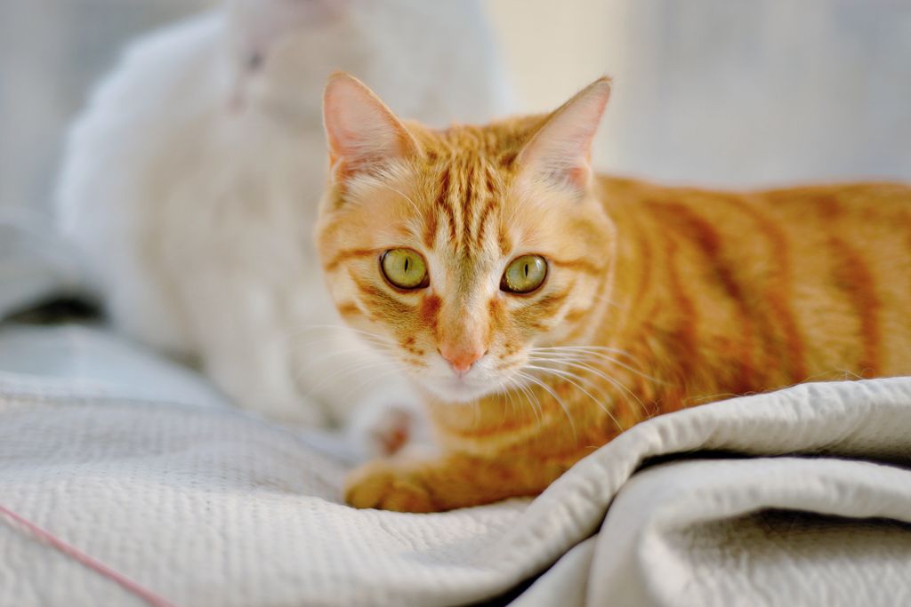 Adorable orange tabby cat lounging on a comfortable bed, enjoying a peaceful moment.