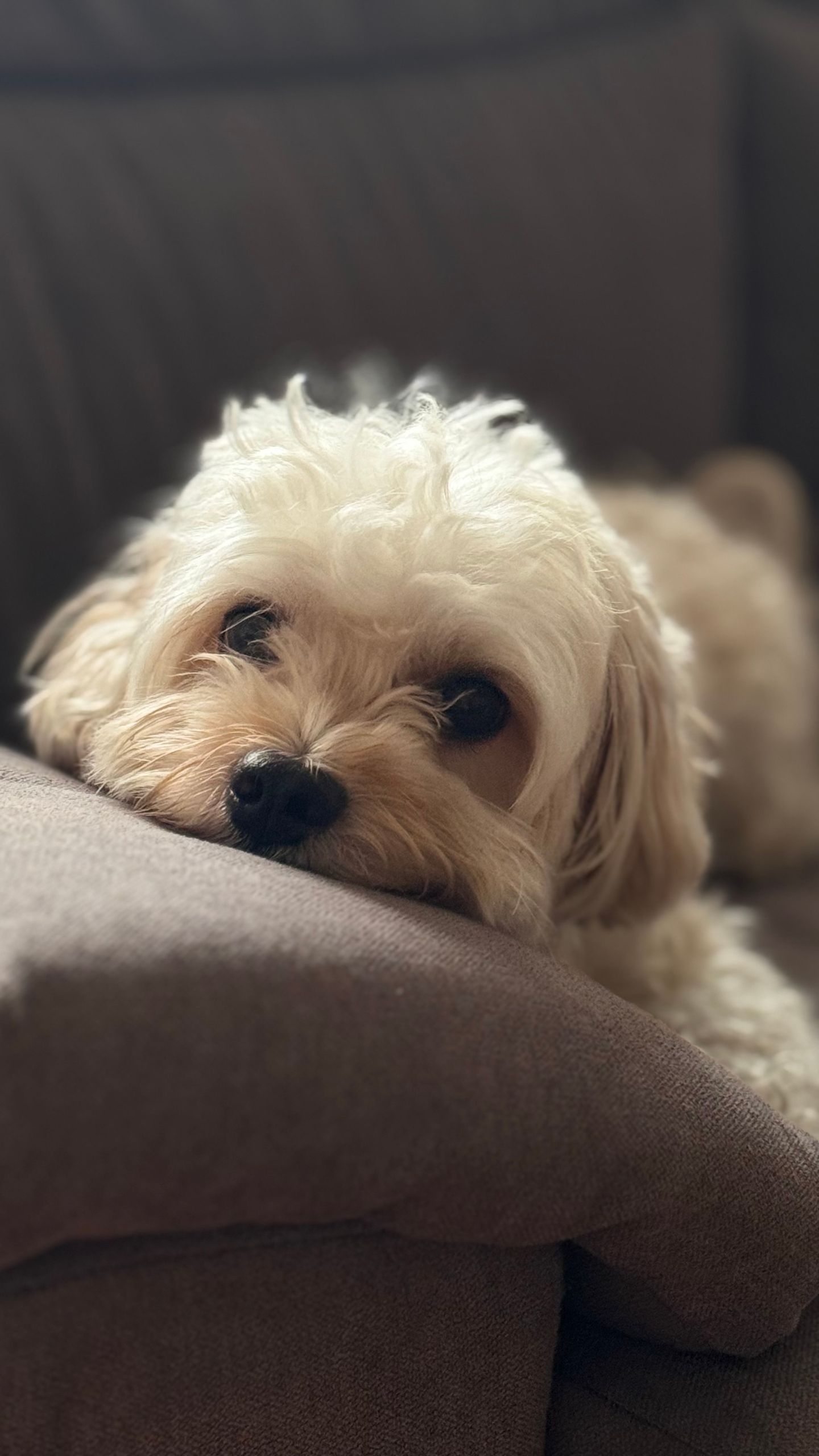 Adorable white dog relaxing on a couch, bathed in warm sunlight, exuding comfort and peace.