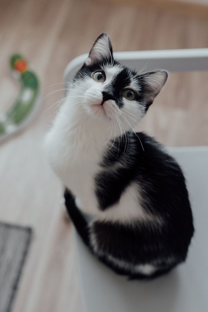 Charming black and white kitten with curious expression sitting indoors on chair.